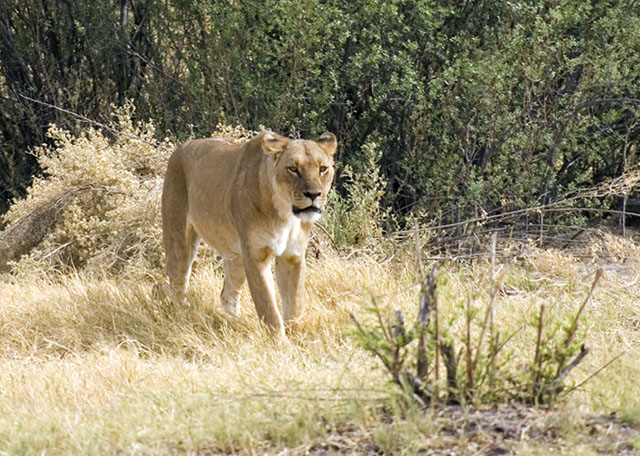 lioness