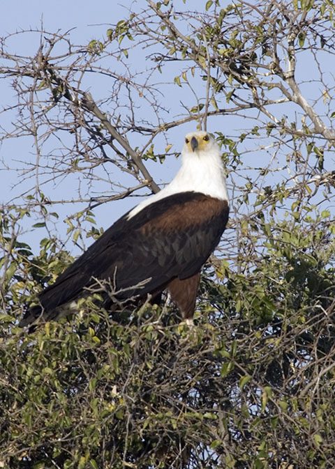 fish eagle in tree