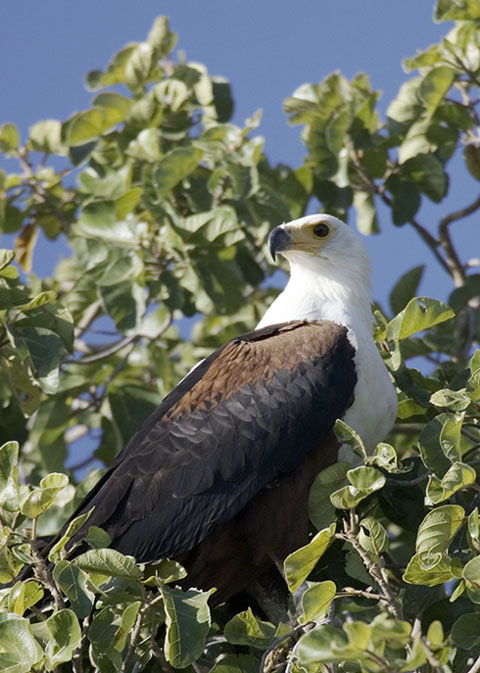 Fish eagle in tree