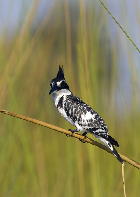 pied kingfisher