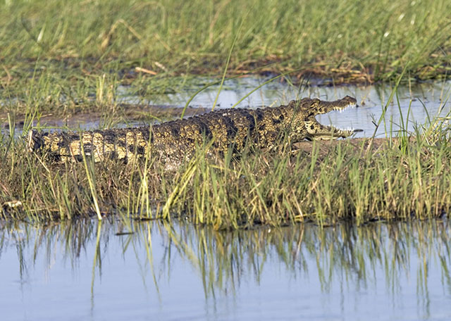 Crocodile