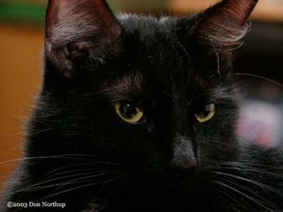 774-black-cats.jpg