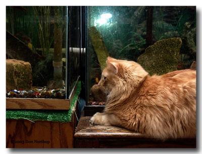 1604-fishroom-cats.jpg
