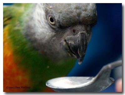 1748-spooney-parrot.jpg