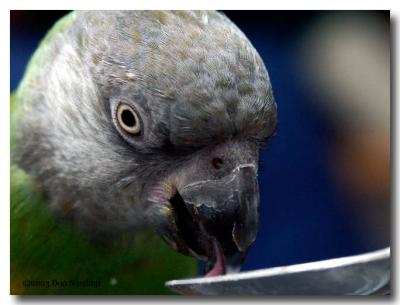 1750-parrot-tounge.jpg