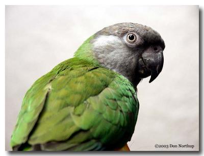 1761-senegal-parrot.jpg