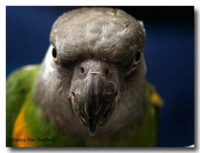 1753-senegal-parrot.jpg