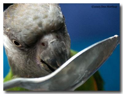 1745-senegal-parrot.jpg