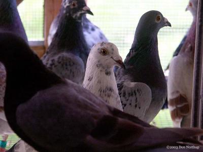8928-pigeons.jpg