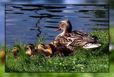 1762-precious-ducks.jpg