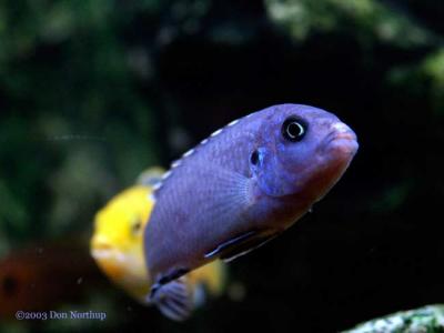 u39/minoltaman/medium/25744591.6781africancichlids.jpg