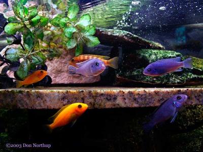 6535-cichlid-aquarium.jpg