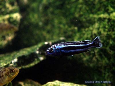 u39/minoltaman/medium/25768433.6776cichlidphotostock.jpg