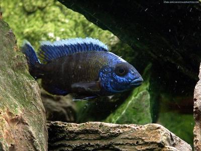 u39/minoltaman/medium/35986413.8686africancichlid.jpg