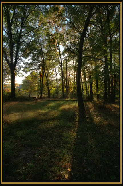 My Yard