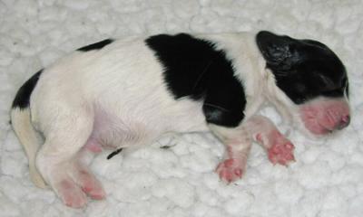 lynns_pups