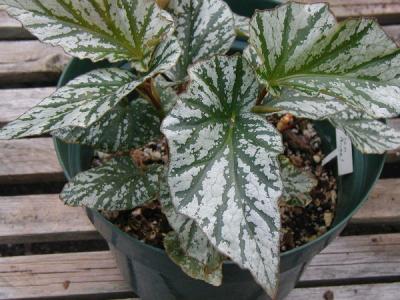 Begonia Teen Angel