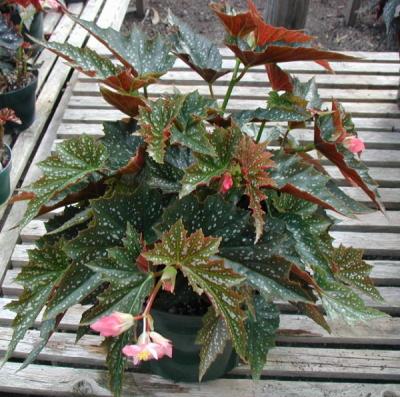 Begonia La Bomba