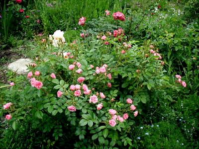 u39/missy_gardenwhimsy/medium/39423291.P4280118consh.jpg