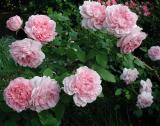 Cottage Rose