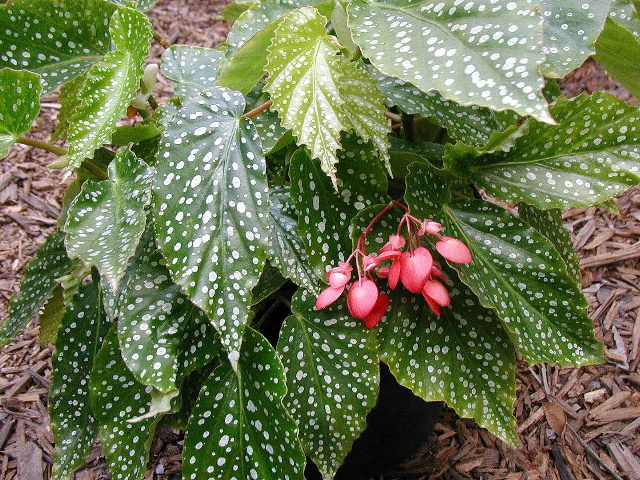 Begonia Juanitas Jewel
