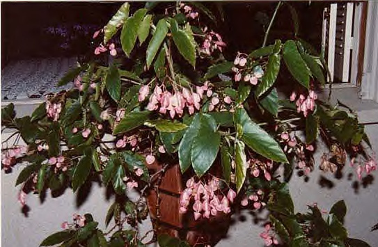 Begonia Bleeding Heart