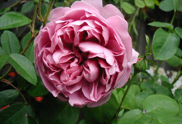 Charles Rennie Mackintosh