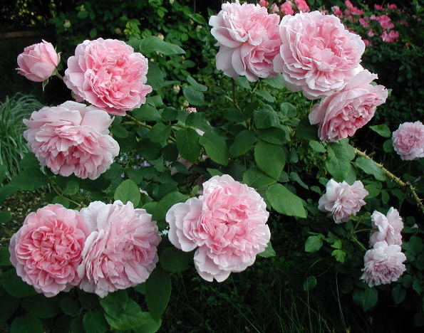 Cottage Rose