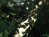 Oak leaves on the trunk, with stair