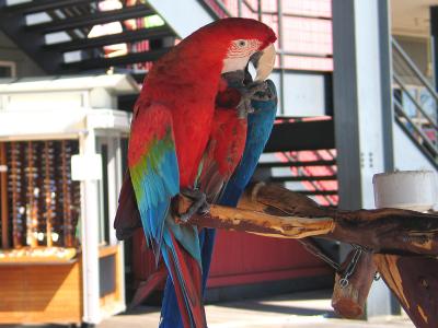 Exotic Bird