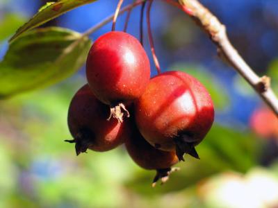 Red Crab Apples