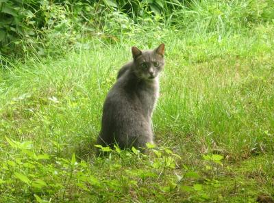 Stray Cat