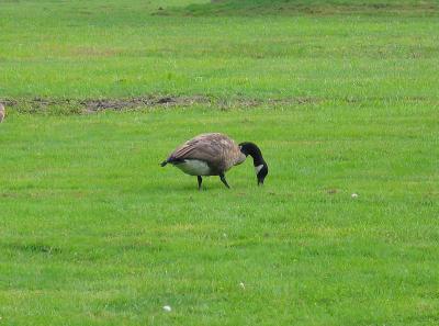 Goose Afar