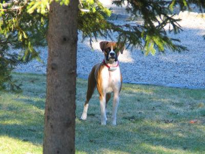 Neighbor Guard Dog