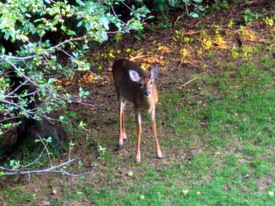 Deer Sept Evening Apples