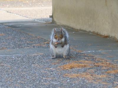 Squirrel Albany