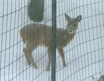 Snowy Deer Fence