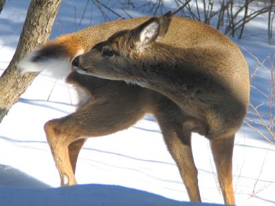 Deer Washing in Snow