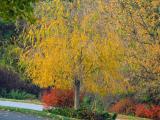 Tree In Fall