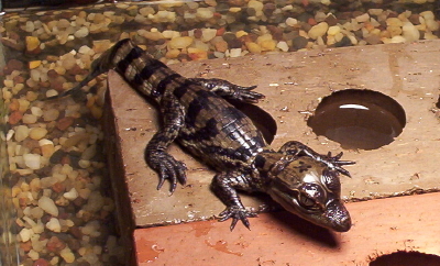 Hatchling Common Caimans