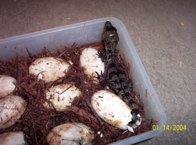 u39/mngatorguy/upload/25334028.2Hatched.JPG