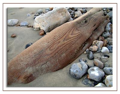 Beached whale! No just driftwood!