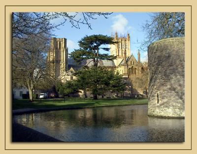Cathedral and cedar tree, Wells