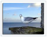 Seagull frowning!