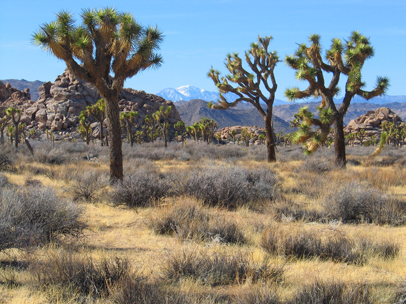 Joshua Tree