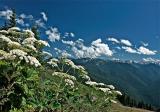 Olympic NP--Clumps of White