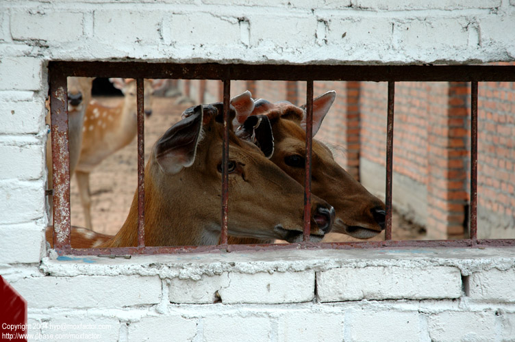 Jilin 吉林 - Deers in a deer horn farm (吉林 - 鹿場)