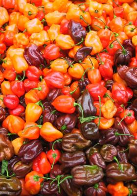 u39/mpcva/medium/32491172.PeppersatFarmersMarket.jpg