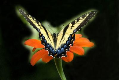 Butterfly at Meadowlark Park by Gary Oddi