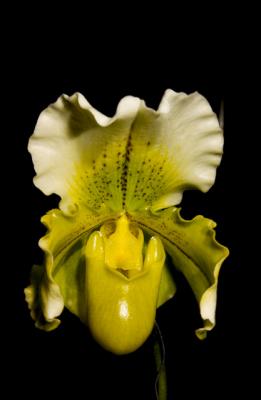 Paphiopedilum  'Stonehurst' x 'The Giant'